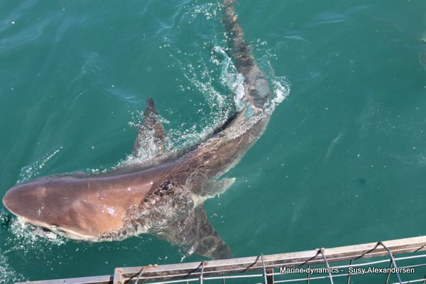 Bronze whaler shark, south africa